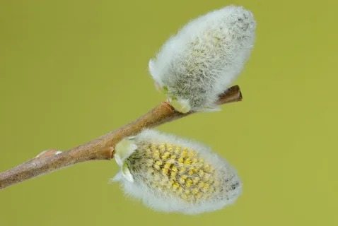 تصویر 2 از عرق بیدمشک برای لاغری با طعم طبیعی و دلنشین